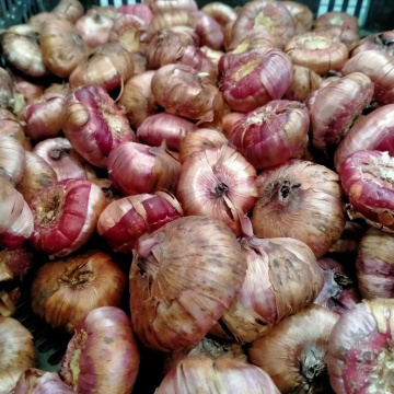 Стандарт поставки 5 Гладиолус Пинк