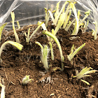 Мак Туркенлуиз