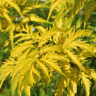 Бузина черная Ауреа