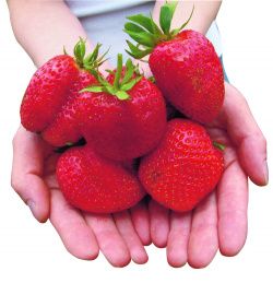 Strawberry F1 Russian Size®