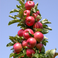 Яблоня колоновидная Джин - купить с доставкой