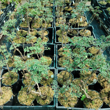 Стандарт поставки 1 Пион древовидный Король Цветов