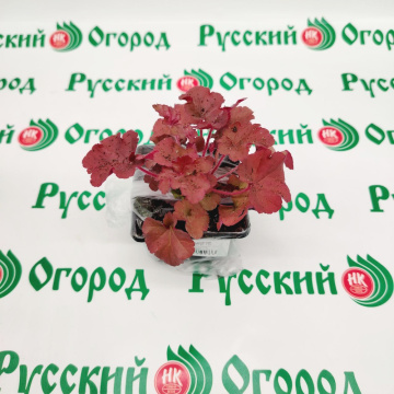 Стандарт поставки 4 Гейхерелла Сладкий чай
