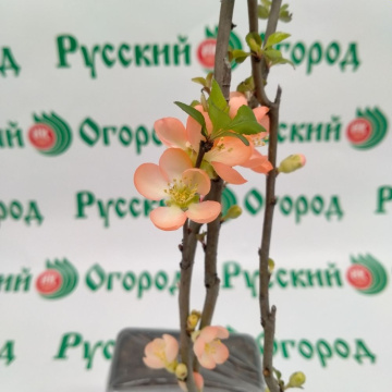 Стандарт поставки 4 Айва великолепная Камео