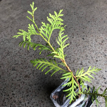 Стандарт поставки 4 Туя западная Дзиак