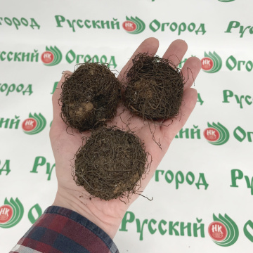 Стандарт поставки 5 Бегония Махровая алая