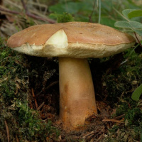 Белый гриб каштановый - купить с доставкой