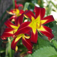 Hemerocallis I See Stars - купить с доставкой