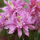 Аквилегия Пинк Барлоу