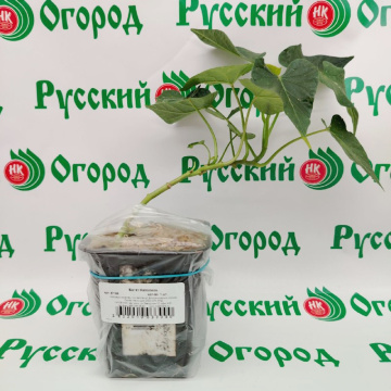 Стандарт поставки 6 Батат Наполеон