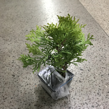 Стандарт поставки 6 Туя западная Дзиак