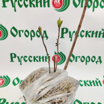 Стандарт поставки 4 Сирень обыкновенная Знамя Ленина