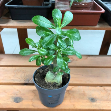 Стандарт поставки 2 Адениум тучный Уайт