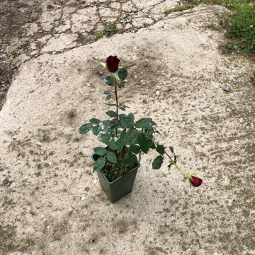 Стандарт поставки 1 Роза Литтл Буккаро