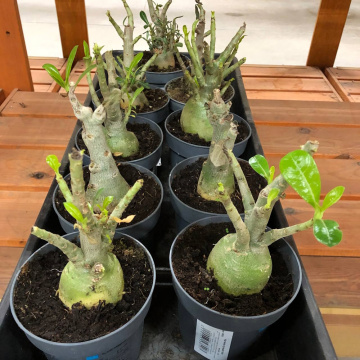 Стандарт поставки 2 Адениум тучный Уайт