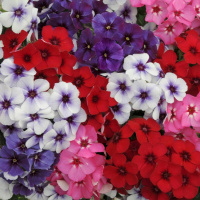 Флокс 21 Сенчури Смесь - купить с доставкой