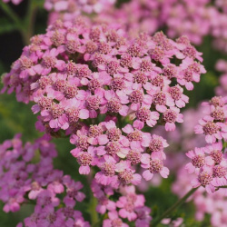 Řebříček Lilac Beauty