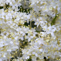 Сирень амурская - купить с доставкой
