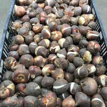 Стандарт поставки 3 Тюльпан Микки Чик Стандарт поставки 3 Тюльпан Микки Чик