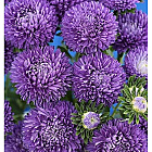 Фиолетовый