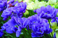 Тюльпан Пурпурный Пион - купить с доставкой