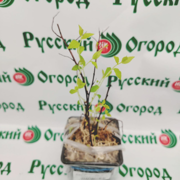 Стандарт поставки 4 Спирея японская Дартс Ред