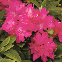 Rhododendron Helliki