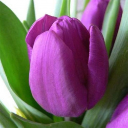 Тюльпан Пэпл Пуриссима