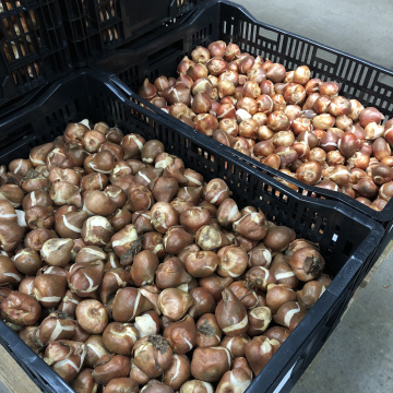 Стандарт поставки 1 Тюльпан Мазда