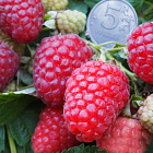 Малина Каскад Делайт 