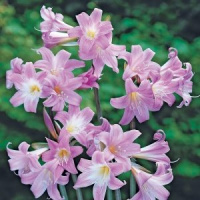 Амариллис Белладонна - купить с доставкой