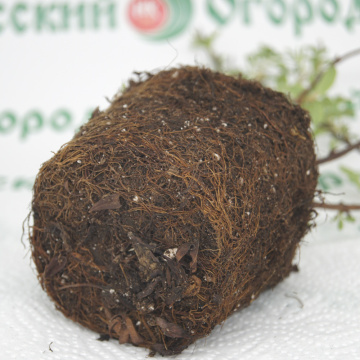 Стандарт поставки 8 Лапчатка кустарниковая Абботсвуд (горшок р9)