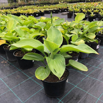 Стандарт поставки 3 Хоста Авокадо (горшок 2л)