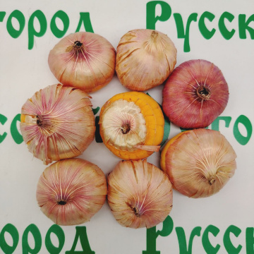 Стандарт поставки 8 Гладиолус Колор Клаб