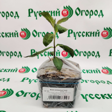 Стандарт поставки 2 Флокс метельчатый Гений