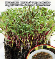 Микрозелень Мангольд микс - купить с доставкой
