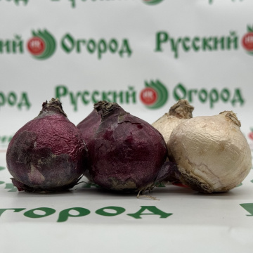 Стандарт поставки 3 Гиацинт Дельфт Блу