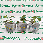 Земляника Гигантелла 2011®