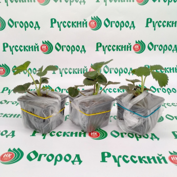 Стандарт поставки 1 Земляника Гигантелла 2011®