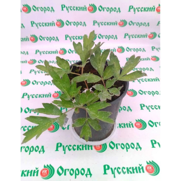 Стандарт поставки 2 Пион ИТО Бартзелла (горшок 4 л)