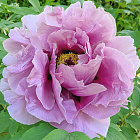 Пион древовидный Сапфир