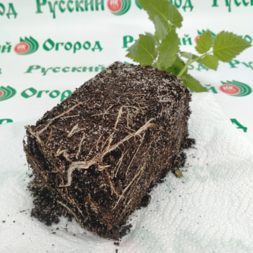 Стандарт поставки 1 Ежевика Рубен