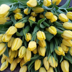 Tulipán avokádo
