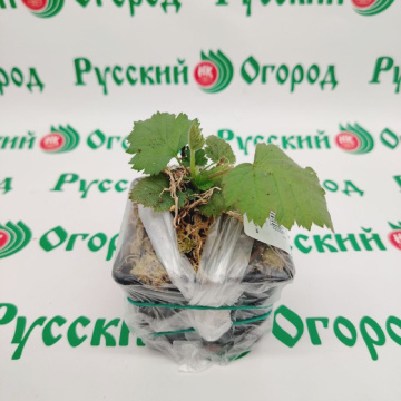 Стандарт поставки 2 Ежевика Дима