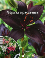 Лилия Черная Красавица - купить с доставкой