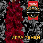 Гладиолус Игра теней