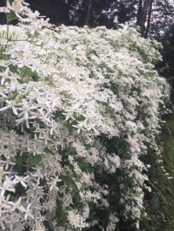 Clematis Autumn (japonsky)