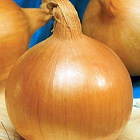 Лук репчатый Одинцовец