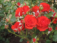 Роза Ред Диадем - купить с доставкой