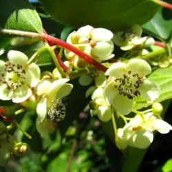 Actinidia arguta Veiki (samec)